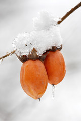 柿に積もった雪