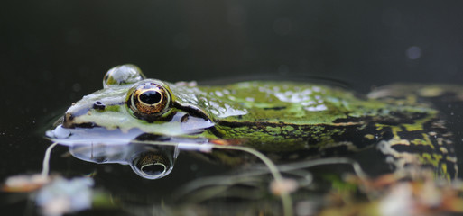 wasserfrosch
