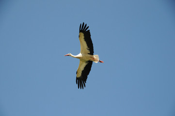 Storch im flug