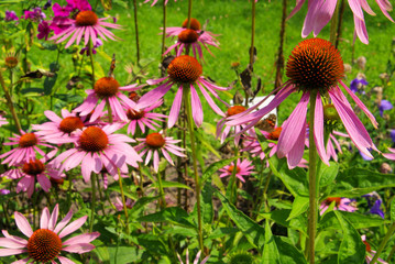 Sonnenhut Purpur - Purple Coneflower 31