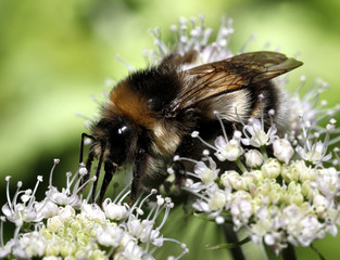 Hummel
