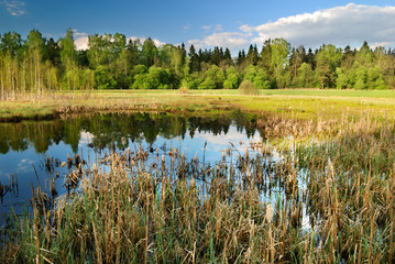 Landscape with swamp