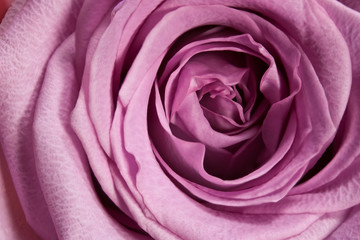 purple rose macro