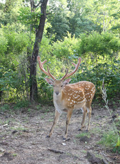 Naklejka na ściany i meble The male - a spotty deer on protection of the herd.