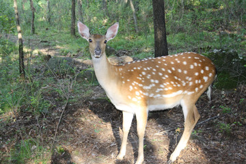 The female of a spotty deer has pricked up the ears.