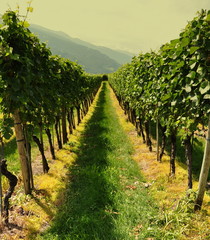 vignoble de jenins...suisse - 16001378