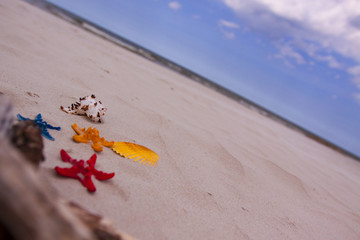 Shells on the beach