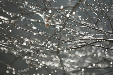枝に輝く雪解け水滴 - obrazy, fototapety, plakaty