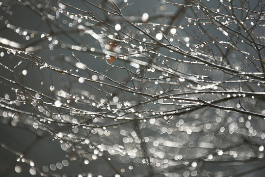 枝に輝く雪解け水滴