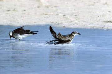 カモメの水浴び