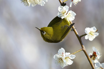 梅とメジロ