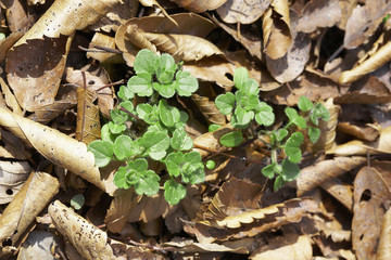足元に広がる春の息吹