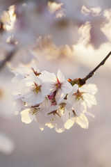 夕陽に照らされる桜