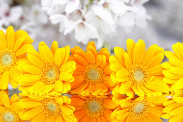 鏡に映るガーベラと桜