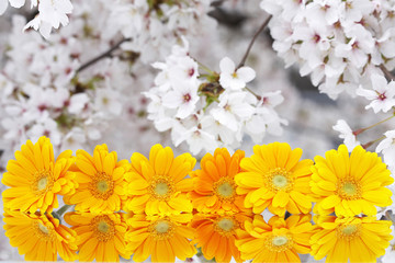 鏡に映るガーベラと桜