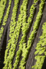 蔦が広がる古い建物