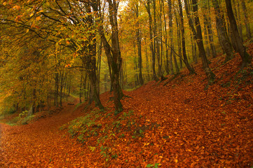Obraz premium Forest covered with beautiful autumn leaves carpet