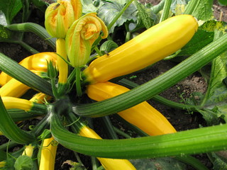 Gelbe Zucchini