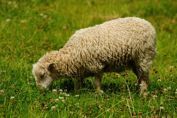 Obraz premium mouton d'Ouessant