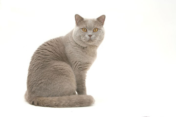 chat de race british shorthair assis de profil tête tournée