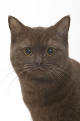 portrait d'un chat british shorthair marron de face en studio