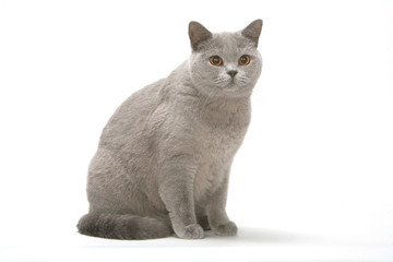 chat de race bristish shorthair gris assis de trois quart