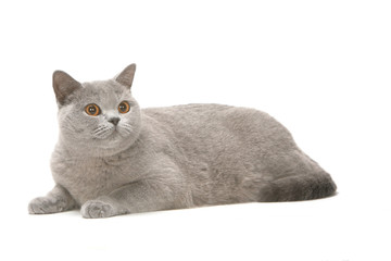 chat gris british shorthair allongé de profil tête levée -studio