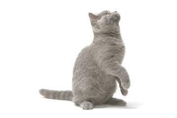 petit chaton british shorthair gris regardant en l'air - joueur