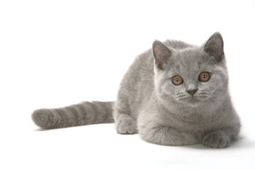 chaton british shorthair gris couché de face sur fond blanc