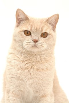 portrait d'un british shorthair assis de face en studio