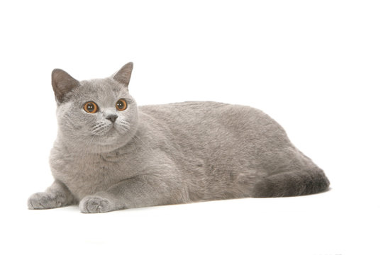 184 Best Chat Gris Images Stock Photos Vectors Adobe Stock 184 Best Chat Gris Images Stock Photos Vectors Adobe Stock