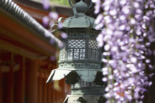 春日大社灯籠とフジの花