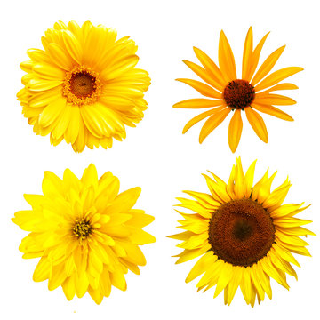 Yellow color flowers  isolated on white background