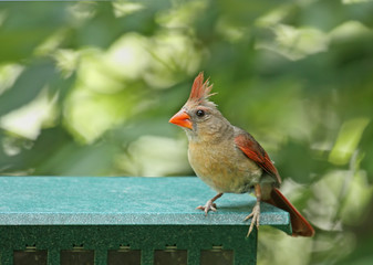 Female Northern Cardinal