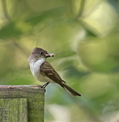 Eastern Phoebe