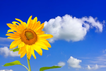 Vivid sunflower