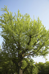 新緑のイチョウ