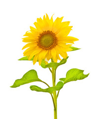 Fototapeta premium sunflower