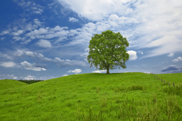 Fototapeta na wymiar lonely tree