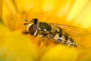 Hoverfly