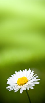 daisy flower, Paquerette sur fond vert - image verticale