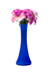 Beautiful flowers (Phlox drummondi) in blue vase on studio white