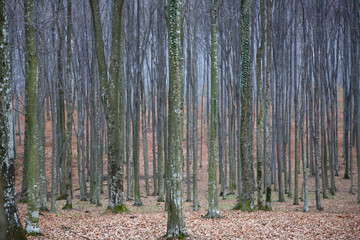 Tree trunks in early spring in the forest