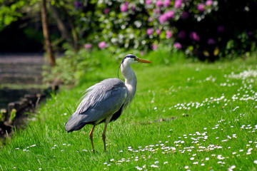 Grey heron bird standing on the grass
