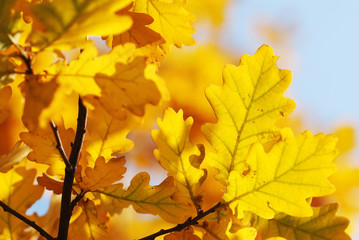 Autumn oak leaves