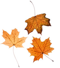 Obraz premium Autumn leaves