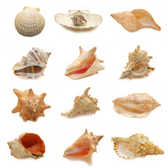 image of seashells on white background