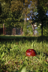 Apfel - Streuobstwiese