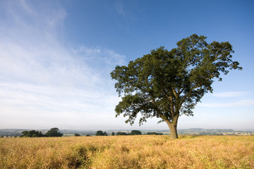 Obraz premium Pojedyncze drzewo na szczycie wzgórza w Anglii latem