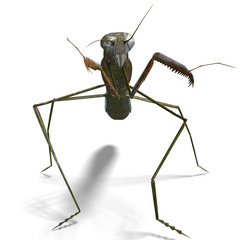 praying mantis